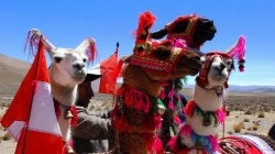 Llamas Peru